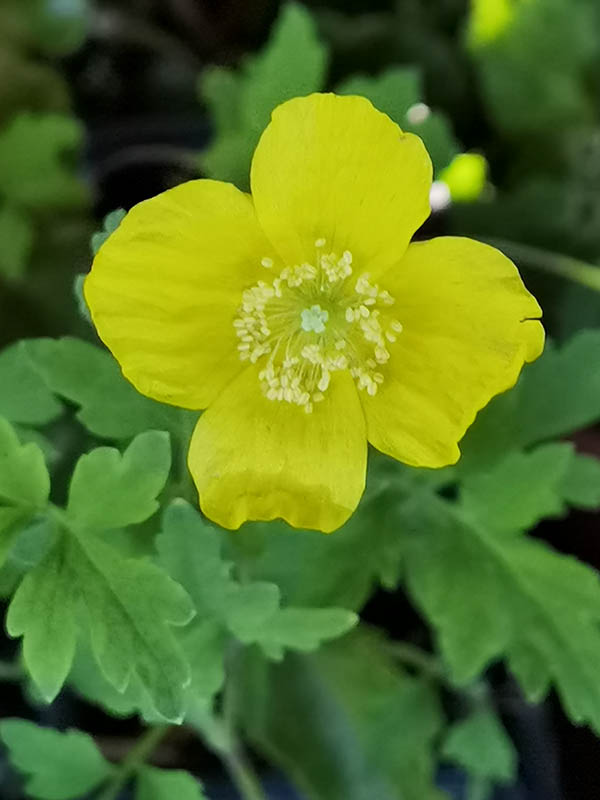 Meconopsis cambrica photo